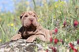 SHAR-PEI 415